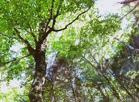 40 initiatives écoresponsables pour favoriser le développement durable en entreprise!